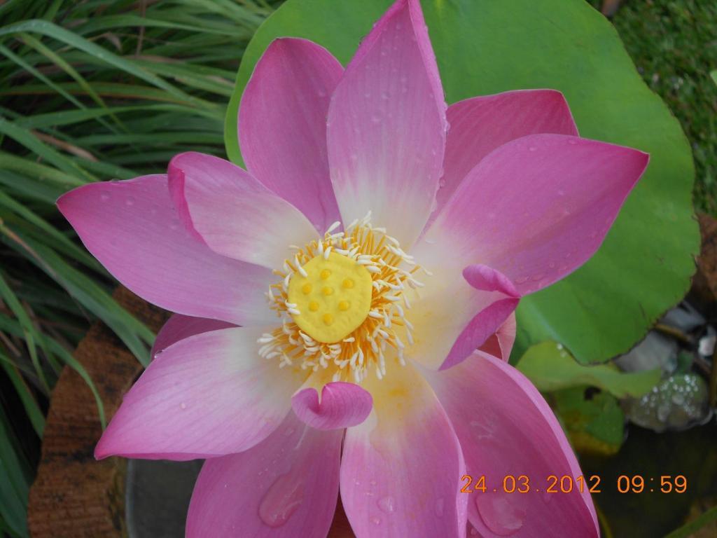 Jasmine Holiday park 2*