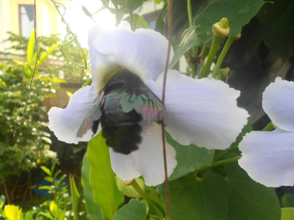 Jasmine Holiday park